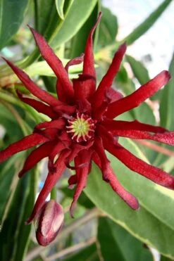 Pink Frost Florida Anise - Illicium Floridanum - 3 Gallon Pot -Garden Plants Shop Anise Pink Frost 15 1