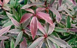 Pink Frost Florida Anise - Illicium Floridanum - 1 Gallon Pot -Garden Plants Shop Anise Pink Frost 16