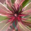 Pink Frost Florida Anise - Illicium Floridanum - 3 Gallon Pot -Garden Plants Shop Anise Pink Frost 19 1
