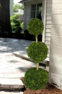 Emerald Green Arborvitae Poodle Tier Topiary (3 Ball) - 5 Gallon Pot 9 Emerald Green Arborvitae Poodle Tier Topiary (3 Ball) - 5 Gallon Pot -Garden Plants Shop Arborvitae Emerald Green 3 Ball Poodle Tier 2