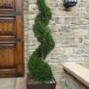 Emerald Green Arborvitae Spiral Topiary - 5 Gallon Pot (6') -Garden Plants Shop Arborvitae Emerald Green Spiral 6 1