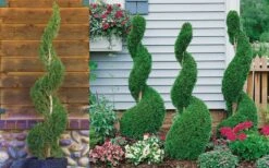 Emerald Green Arborvitae Spiral Topiary - 5 Gallon Pot (6') -Garden Plants Shop Arborvitae Emerald Green Spiral 800x500 2