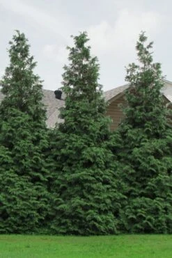 Green Giant Arborvitae - 7 Gallon Pot (3-4') 12 Green Giant Arborvitae - 7 Gallon Pot (3-4') -Garden Plants Shop Arborvitae Green Giant 500x750 1