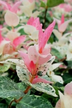 Snow N Summer Asiatic Jasmine - 1 Gallon Pot -Garden Plants Shop Asian Jasmine Snow N Summer 16