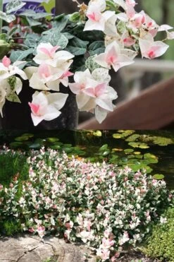 Snow N Summer Asiatic Jasmine - 1 Gallon Pot -Garden Plants Shop Asian Jasmine Summer N Snow 2