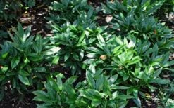 Dwarf Green Aucuba - Japanese Laurel - 3 Gallon Pot -Garden Plants Shop Aucuba Dwarf Green