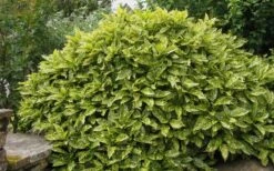 Gold Dust Aucuba (Japanese Laurel) - 1 Gallon Pot -Garden Plants Shop Aucuba Gold Dust 14