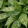 Gold Dust Aucuba (Japanese Laurel) - 1 Gallon Pot -Garden Plants Shop Aucuba Gold Dust 16
