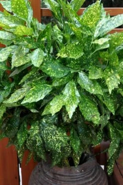 Gold Dust Aucuba (Japanese Laurel) - 1 Gallon Pot -Garden Plants Shop Aucuba Gold Dust 17
