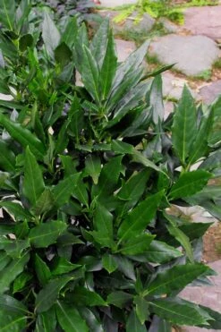 Sawtoothed Aucuba Serratifolia - 6 Pack Of 1 Gallon Pots -Garden Plants Shop Aucuba Serratifolia Sawtooth 500x750 1
