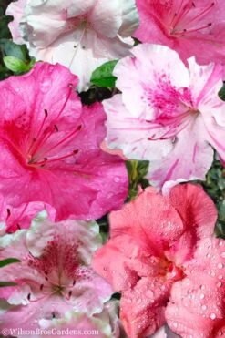 Garden Plants Shop 31 Conversation Piece Azalea - 1 Gallon Pot