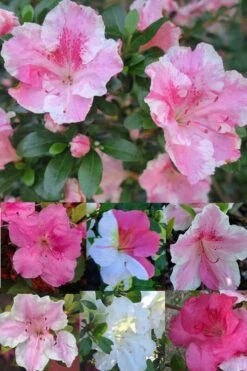 Conversation Piece Azalea - 1 Gallon Pot -Garden Plants Shop Azalea Conversation Piece 2 500x750 1