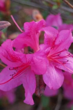 Autumn Amethyst Encore Azalea - 3 Gallon Pot