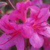 Autumn Amethyst Encore Azalea - 1 Gallon Pot -Garden Plants Shop Azalea Encore Autumn Amethyst