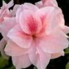 Autumn Belle Encore Azalea - 2 Gallon Pot -Garden Plants Shop Azalea Encore Autumn Belle 20 2