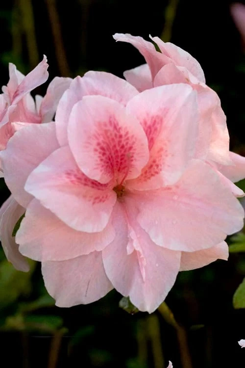 Autumn Belle Encore Azalea - 2 Gallon Pot 3 Autumn Belle Encore Azalea - 2 Gallon Pot