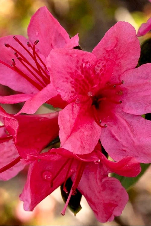 Autumn Cheer Encore Azalea - 6 Pack Of 1 Gallon Pots 3 Autumn Cheer Encore Azalea - 6 Pack Of 1 Gallon Pots