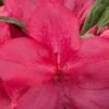 Autumn Jewel Encore Azalea - 6 Pack Of 1 Gallon Pots -Garden Plants Shop Azalea Encore Autumn Jewel