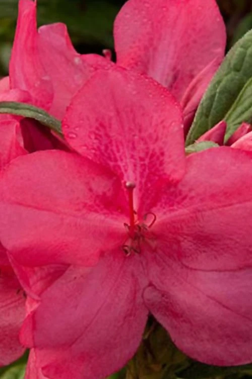 Autumn Jewel Encore Azalea - 6 Pack Of 1 Gallon Pots 3 Autumn Jewel Encore Azalea - 6 Pack Of 1 Gallon Pots