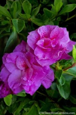 Autumn Majesty Encore Azalea - 1 Gallon Pot -Garden Plants Shop Azalea Encore Autumn Majesty 5