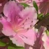 Autumn Sweetheart Encore Azalea - 2 Gallon Pot -Garden Plants Shop Azalea Encore Sweetheart 10