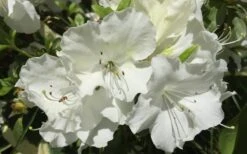 Girard's Pleasant White Azalea - 1 Gallon Pot 12 Girard's Pleasant White Azalea - 1 Gallon Pot -Garden Plants Shop Azalea Girards Pleasant White