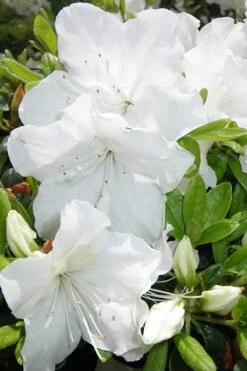 Girard's Pleasant White Azalea - 1 Gallon Pot 13 Girard's Pleasant White Azalea - 1 Gallon Pot -Garden Plants Shop Azalea Girards Pleasant White 500x750 1