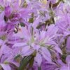 Koromo Shikibu Purple Spider Azalea - 3 Gallon Pot -Garden Plants Shop Azalea Koromo Shikibu 1