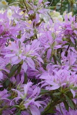 Koromo Shikibu Purple Spider Azalea - 3 Gallon Pot -Garden Plants Shop Azalea Koromo Shikibu 2