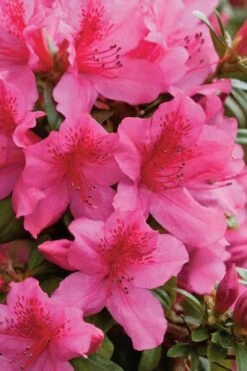Pride Of Mobile Azalea - 3 Gallon Pot 10 Pride Of Mobile Azalea - 3 Gallon Pot -Garden Plants Shop Azalea Pride Of Mobile 500x750 1