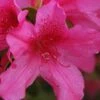 Pride Of Mobile Azalea - 3 Gallon Pot -Garden Plants Shop Azalea Pride of Mobile 13