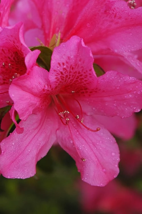 Pride Of Mobile Azalea - 3 Gallon Pot 3 Pride Of Mobile Azalea - 3 Gallon Pot