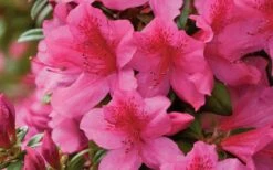 Pride Of Mobile Azalea - 3 Gallon Pot 11 Pride Of Mobile Azalea - 3 Gallon Pot -Garden Plants Shop Azalea Pride of Mobile 15
