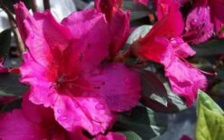 Red Formosa Azalea - 1 Gallon Pot -Garden Plants Shop Azalea Red Formosa
