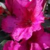 Red Formosa Azalea - 1 Gallon Pot -Garden Plants Shop Azalea Red Formosa 5