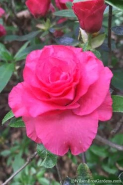 Rosebud Azalea - 6 Pack Of 1 Gallon Pots 12 Rosebud Azalea - 6 Pack Of 1 Gallon Pots -Garden Plants Shop Azalea Rosebud 3 3