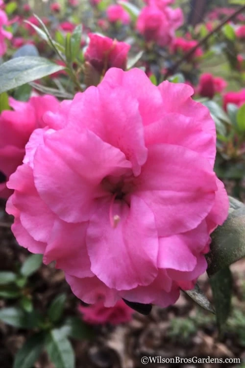 Rosebud Azalea - 2 Gallon Pot 8 Rosebud Azalea - 2 Gallon Pot - Image 6