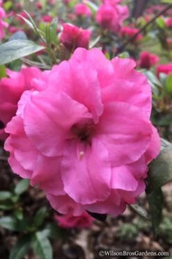 Rosebud Azalea - 1 Gallon Pot -Garden Plants Shop Azalea Rosebud 7 2