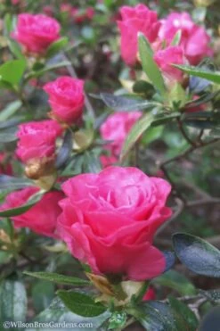 Rosebud Azalea - 2 Gallon Pot 11 Rosebud Azalea - 2 Gallon Pot -Garden Plants Shop Azalea Rosebud 8 1