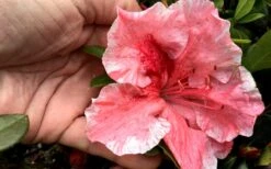 Tama No Hada Azalea - 3 Gallon Pot 12 Tama No Hada Azalea - 3 Gallon Pot -Garden Plants Shop Azalea Tama No Hada Closeup