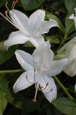 Texas Azalea (Rhododendron Oblongifolium) - 1 Gallon Pot -Garden Plants Shop Azalea Texas Rhododendron Oblongfolium 1 1