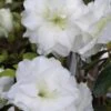 White Rosebud Azalea - 1 Gallon Pot -Garden Plants Shop Azalea White Rosebud 3