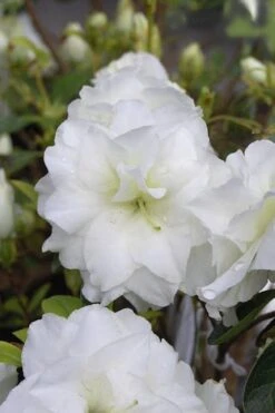 White Rosebud Azalea - 6 Pack Of 1 Gallon Pots -Garden Plants Shop Azalea White Rosebud 4 1