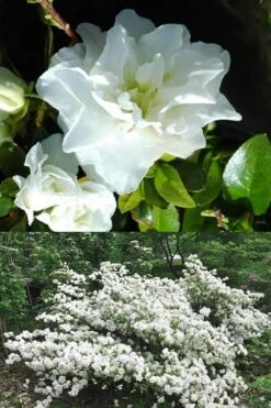 White Rosebud Azalea - 1 Gallon Pot -Garden Plants Shop Azalea White Rosebud 5