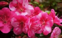 Kobai #2 Azalea - 6 Pack Of 1 Gallon Pots -Garden Plants Shop Azalea kobai 2 2