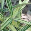 Albostriata Variegated Bamboo (Sam Bamboo) - Sasaella Masamuneana Albostriata - 1 Gallon Pot -Garden Plants Shop Bamboo Albostriata 10