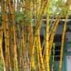 Alphonse Karr Golden Bamboo (Bambusa Multiplex) - 2 Gallon Pot -Garden Plants Shop Bamboo Alphonse Karr 1