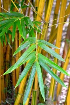 Alphonse Karr Golden Bamboo (Bambusa Multiplex) - 2 Gallon Pot -Garden Plants Shop Bamboo Alphonse Karr 5