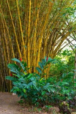 Alphonse Karr Golden Bamboo (Bambusa Multiplex) - 2 Gallon Pot -Garden Plants Shop Bamboo Alphonse Karr 6