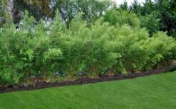 Alphonse Karr Golden Bamboo (Bambusa Multiplex) - 2 Gallon Pot -Garden Plants Shop Bamboo Alphonse Karr 8